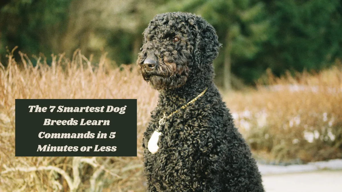 The 7 Smartest Dog Breeds Learn Commands in 5 Minutes or Less
