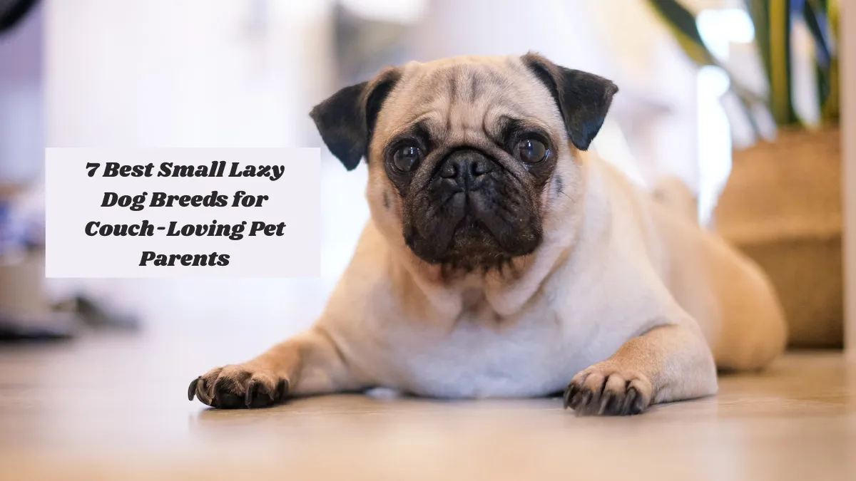 7 Best Small Lazy Dog Breeds for Couch-Loving Pet Parents