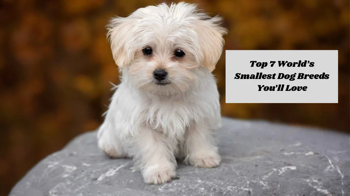 Top 7 World’s Smallest Dog Breeds You’ll Love