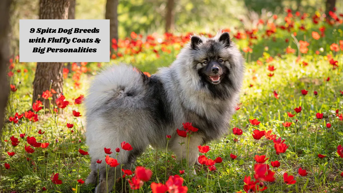 9 Spitz Dog Breeds with Fluffy Coats & Big Personalities