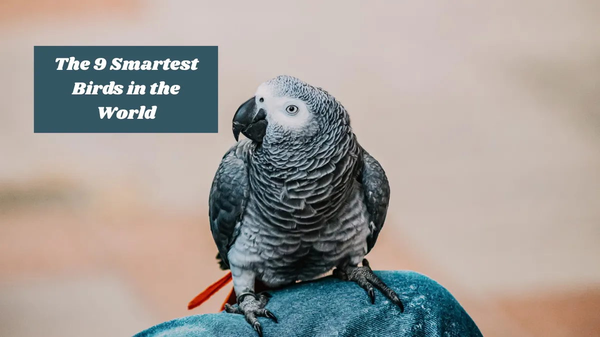 The 9 Smartest Birds in the World