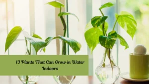 13 Plants That Can Grow in Water Indoors