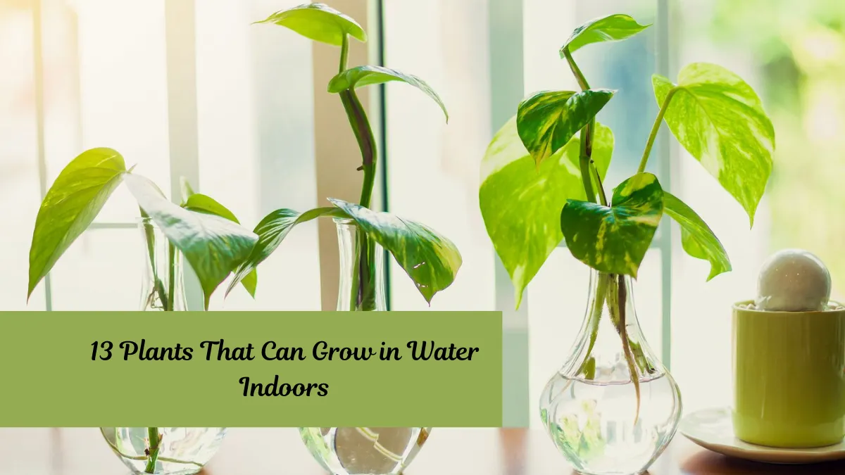 13 Plants That Can Grow in Water Indoors