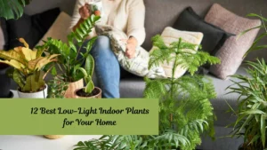 12 Best Low-Light Indoor Plants for Your Home