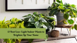 12 Best Low-Light Indoor Plants to Brighten Up Your Home