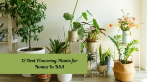12 Best Flowering Plants for Homes In USA
