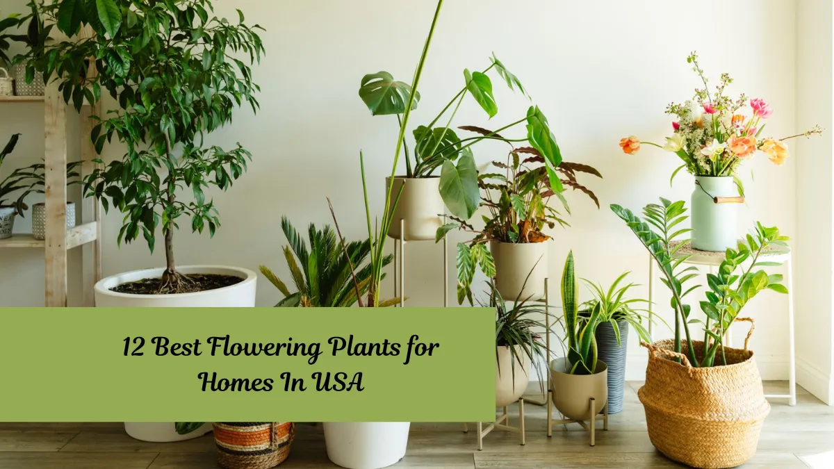 12 Best Flowering Plants for Homes In USA