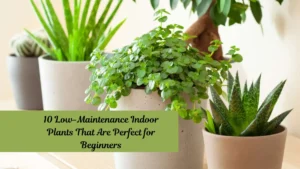 10 Low-Maintenance Indoor Plants That Are Perfect for Beginners
