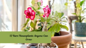 12 Rare Houseplants Anyone Can Grow