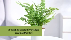 10 Small Houseplants Perfect for Cramped Quarters