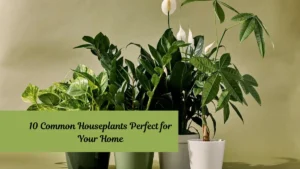 10 Common Houseplants Perfect for Your Home