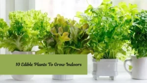 10 Edible Plants To Grow Indoors
