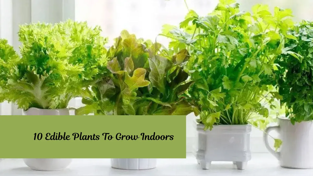 10 Edible Plants To Grow Indoors